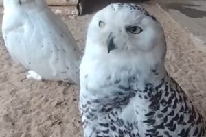Буклет и Бука: грация и сила Арктики в липецком зоопарке